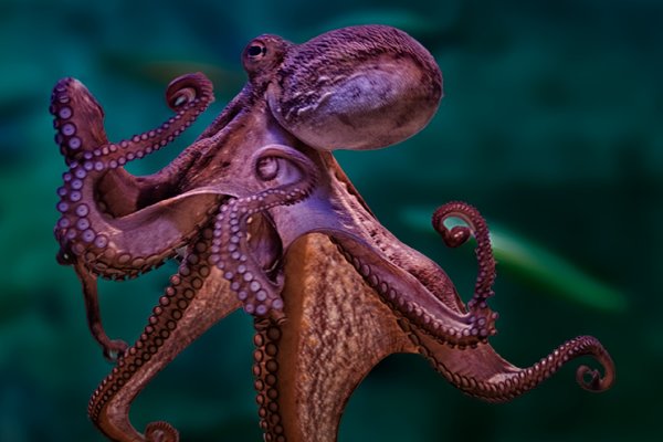 Kraken сайт kraken clear com